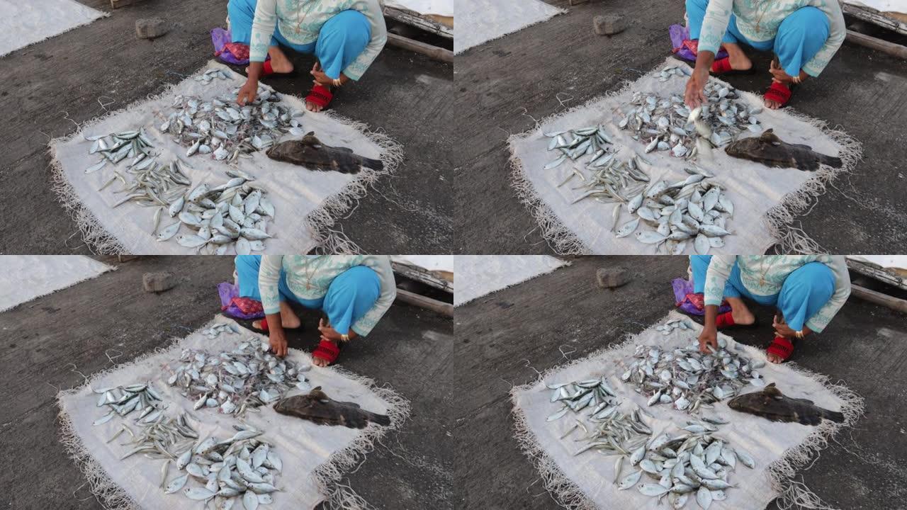 鱼贩正在分类要在鱼市场出售的鱼