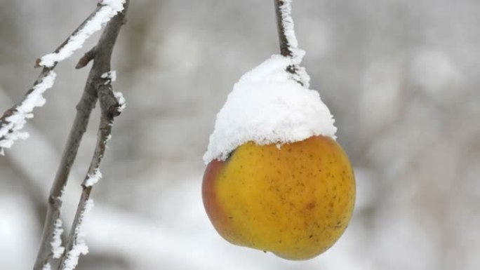 冬天，花园里的冬天，覆盖着雪的黄苹果独自挂在树枝上。