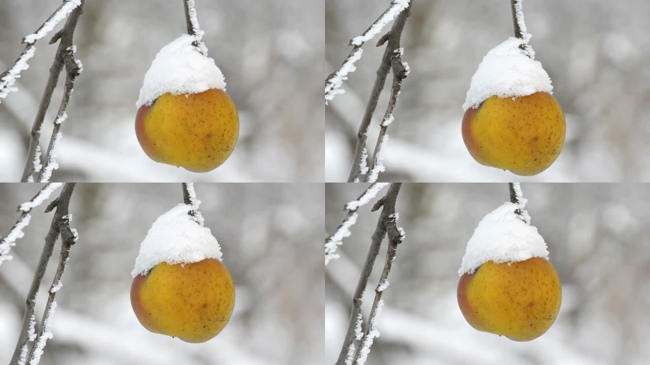 冬天，花园里的冬天，覆盖着雪的黄苹果独自挂在树枝上。