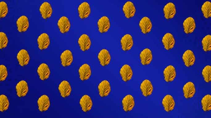 蓝色背景上成排的秋天黄叶的动画