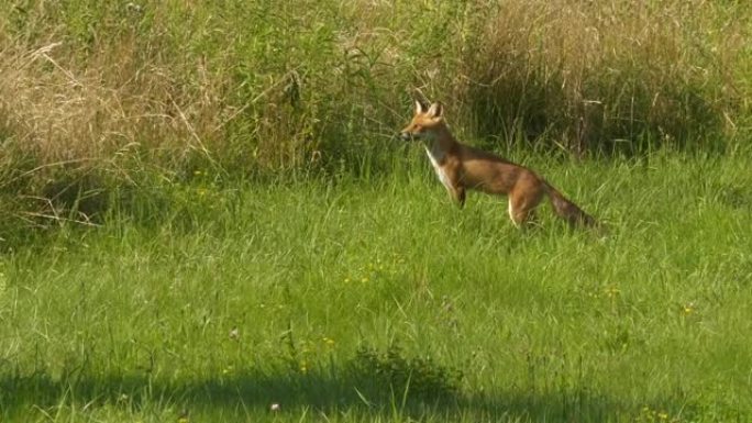 野生红狐狸 (Vulpes vulpes) 在树林边缘的田野中觅食。自然界中的野生动物。野兽。红狐 