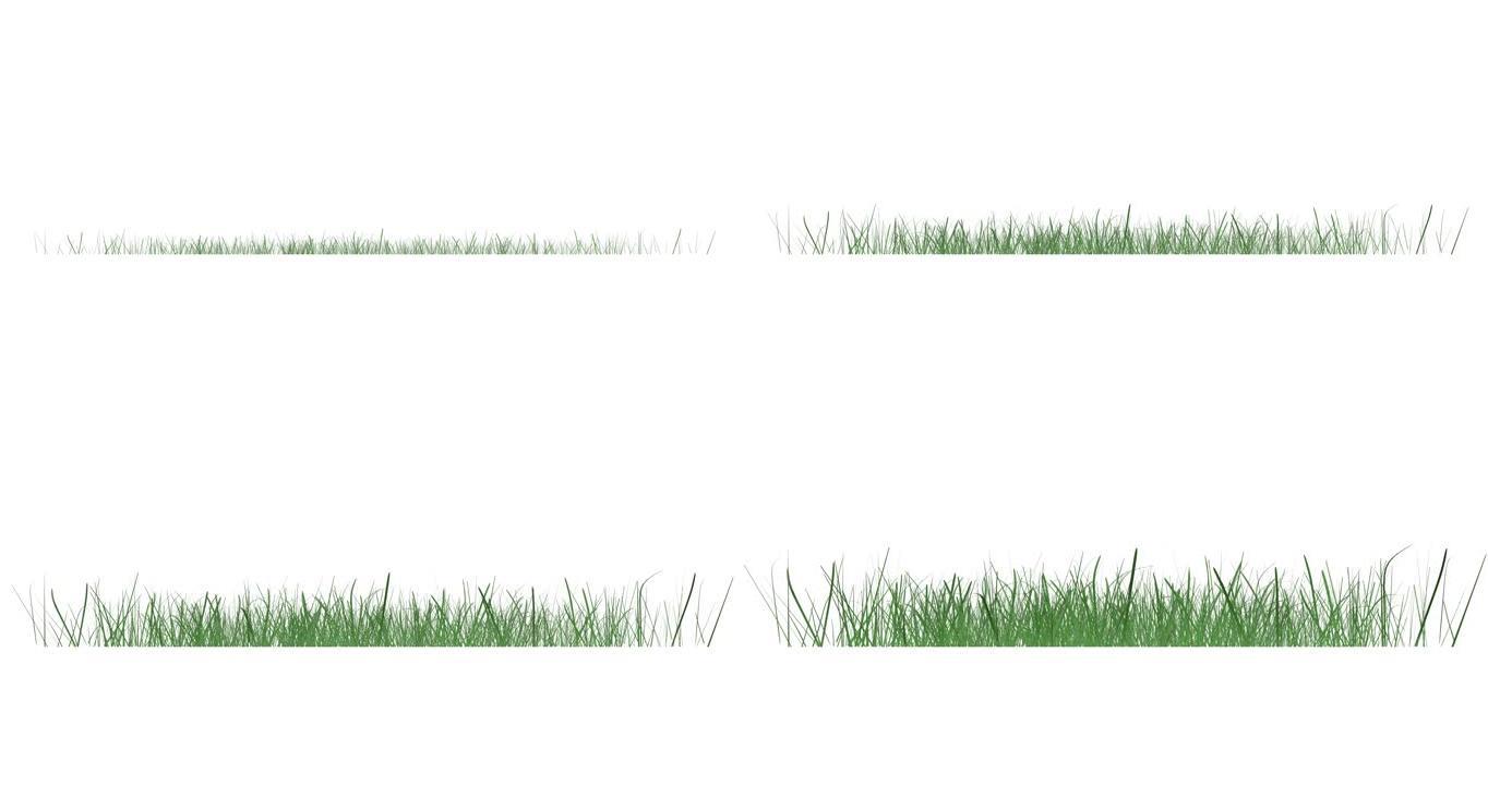 绿色的草生长孤立在白色背景上。