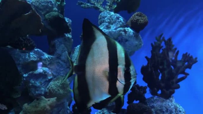 水族馆里的鱼条纹神仙鱼