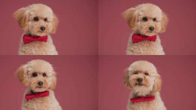 甜美优雅的贵宾犬幼犬，带红色领结，向身边和周围望去，打着哈欠，坐在工作室的红色背景上