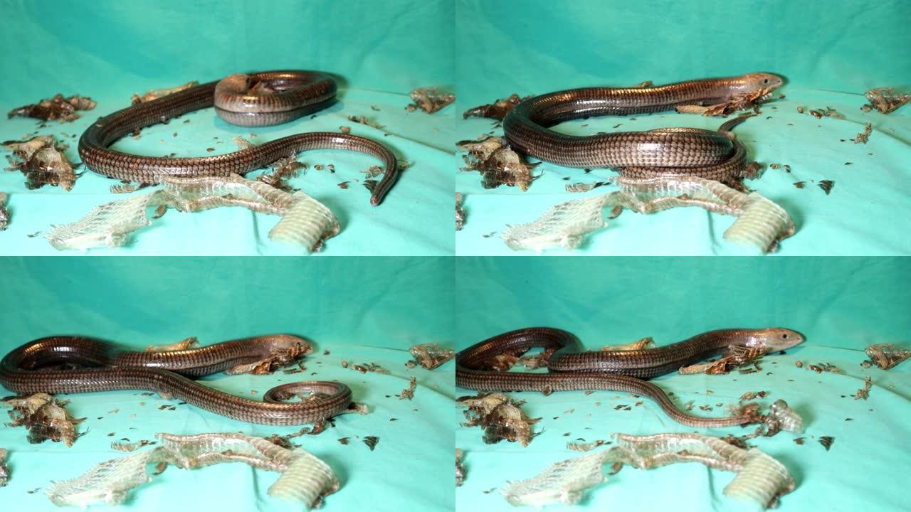 兽医帮助无腿蜥蜴。
伯顿的无腿蜥蜴脱落。
其特征: 拥有眼睑，拥有外耳开口。
不是蛇
野生动物，异国
