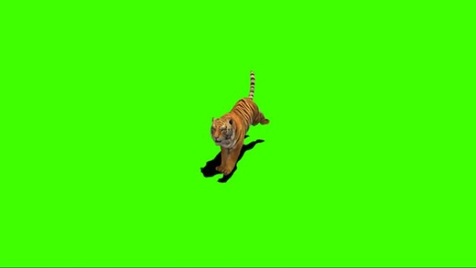 老虎在绿色屏幕上奔跑