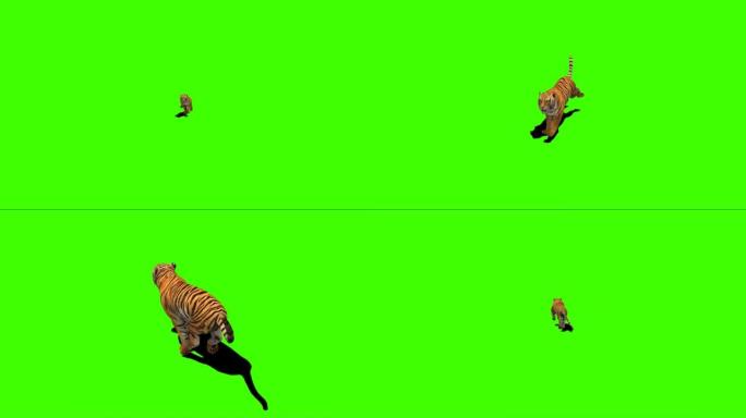 老虎在绿色屏幕上奔跑