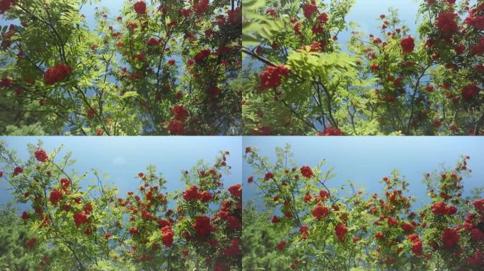 红色的花楸树衬着天空