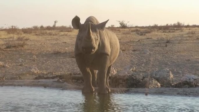一只犀牛站在一个人造水坑上的近距离视频摄像机正对着河马的前方，非常接近玻璃和地面