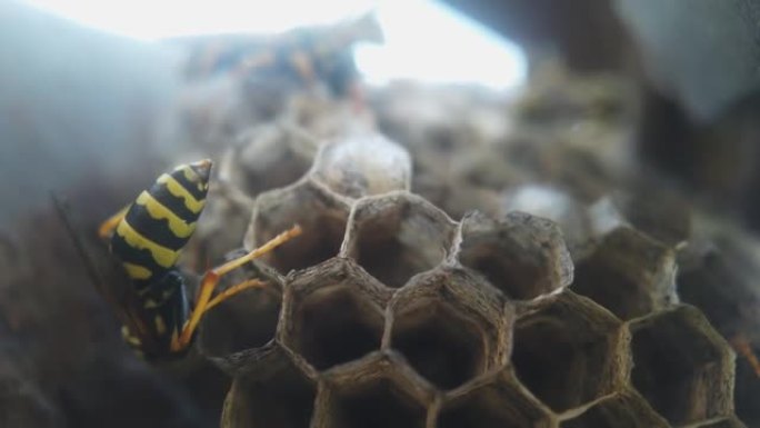确保有成熟幼虫的巢的正常功能的黄蜂，将其关闭