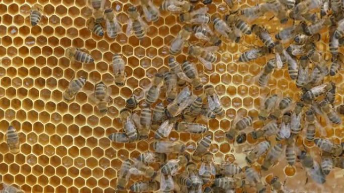 蜂群蜂巢上蜜蜂的4k特写
