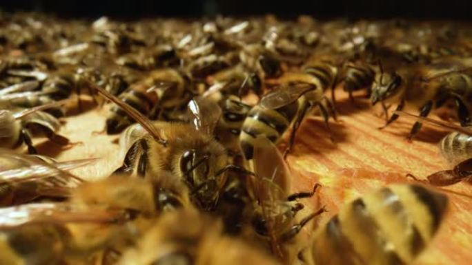 蜜蜂家族在蜂巢上工作。蜂巢中原料药的生命。蜂群关闭，蜂箱，养蜂。蜜蜂框架的宏观拍摄。慢动作