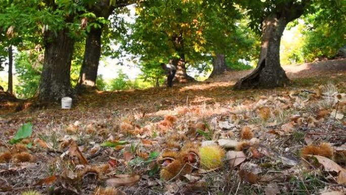 秋天的时候在栗树的木头上，收获的时候。栗子掉在地上，刺猬和背景上的一个人收集了栗子。典型的新鲜秋季水