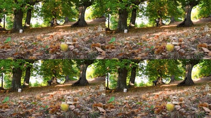 秋天的时候在栗树的木头上，收获的时候。栗子掉在地上，刺猬和背景上的一个人收集了栗子。典型的新鲜秋季水
