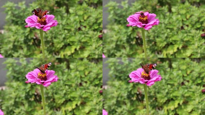 一只名叫孔雀眼的蝴蝶坐在花园里的一朵粉红色的百日草上。