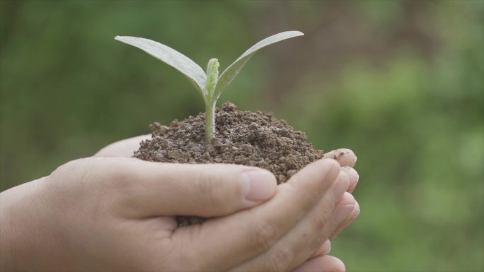 双手托起嫩苗公益经济慈善保护地球生态呵护