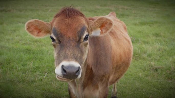 褐牛农业奶牛场牲畜特写动物脸