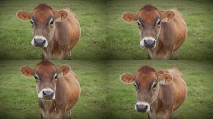 褐牛农业奶牛场牲畜特写动物脸
