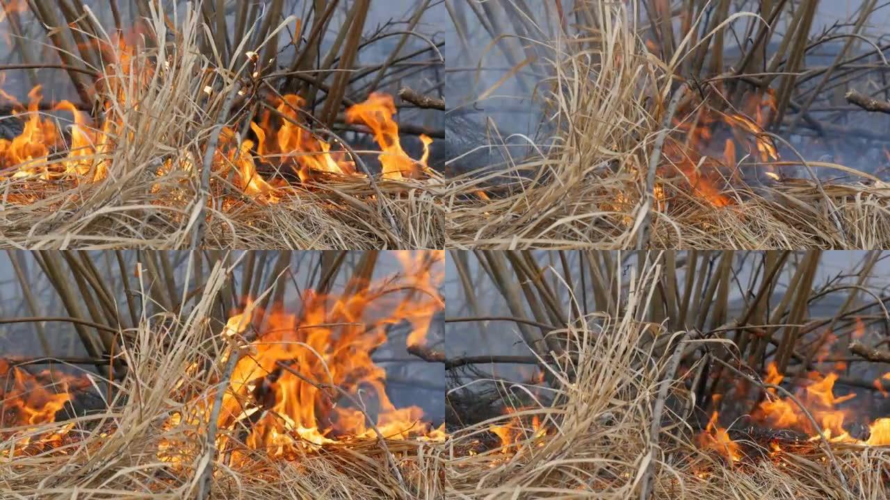 大自然中危险的野火，燃烧干草。森林林间空地上烧焦的黑草