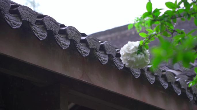 下雨天的江南古建筑屋檐与绣球花