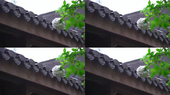 下雨天的江南古建筑屋檐与绣球花