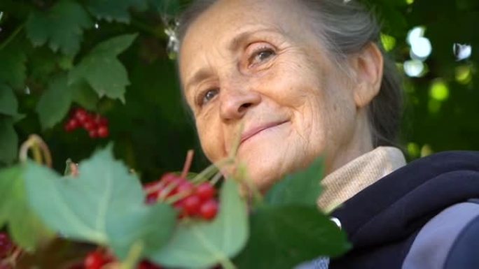 快乐美丽的高级女人拿着guelder rose的红色浆果，在树附近的花园里展示它们，快乐退休