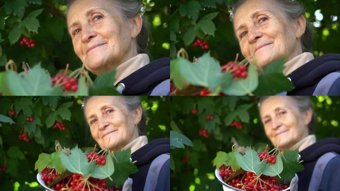 快乐美丽的高级女人拿着guelder rose的红色浆果，在树附近的花园里展示它们，快乐退休