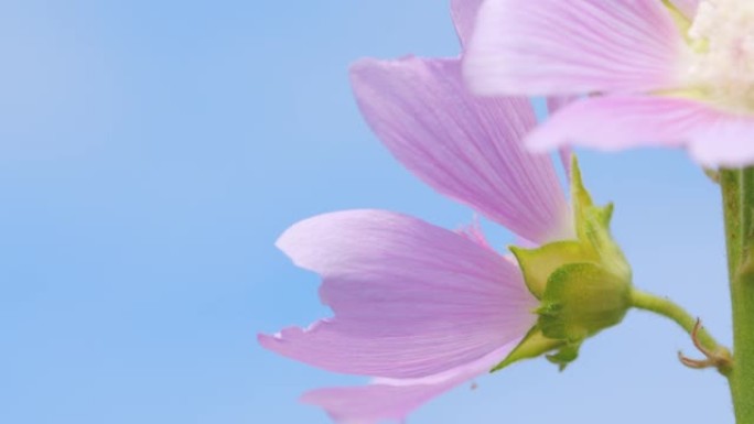 锦葵粉红色野花是锦葵科的开花植物属