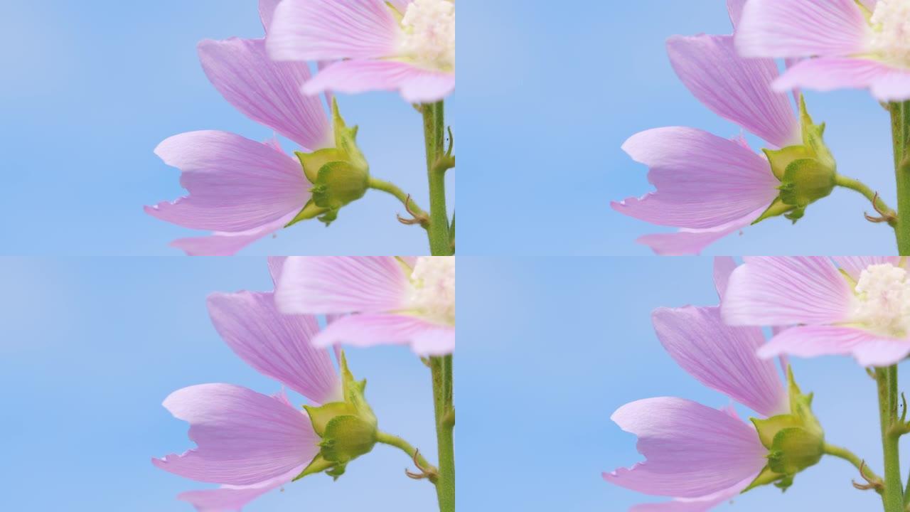 锦葵粉红色野花是锦葵科的开花植物属