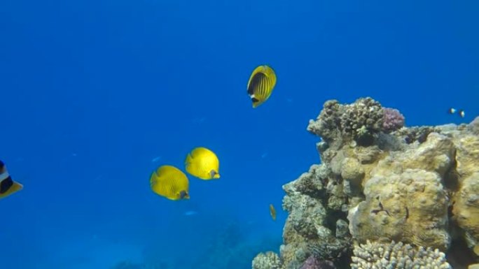 两对不同种类的蝴蝶鱼在珊瑚礁附近游泳。金蝴蝶鱼 (Chaetodon semilarvatus) 和