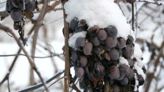 葡萄园里积雪覆盖的蓝葡萄。晚收