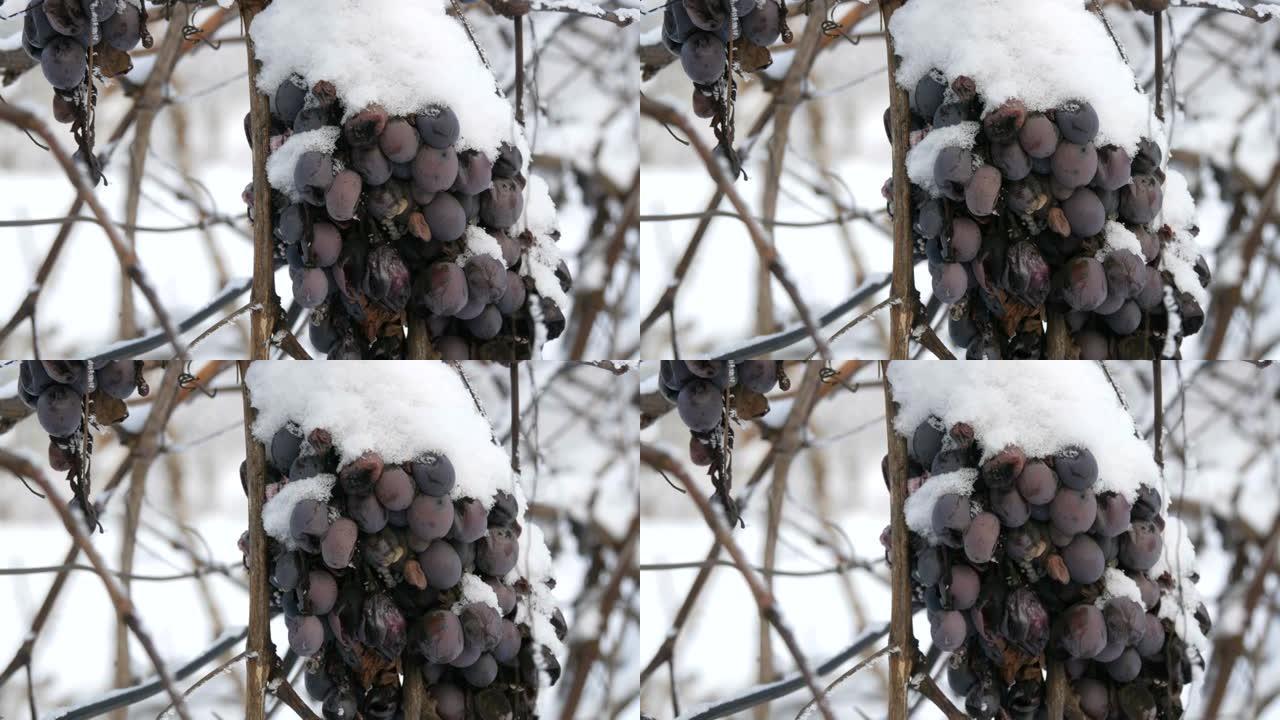 葡萄园里积雪覆盖的蓝葡萄。晚收