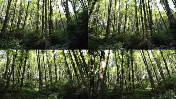 被森林中的树木包围: 180度旋转视图