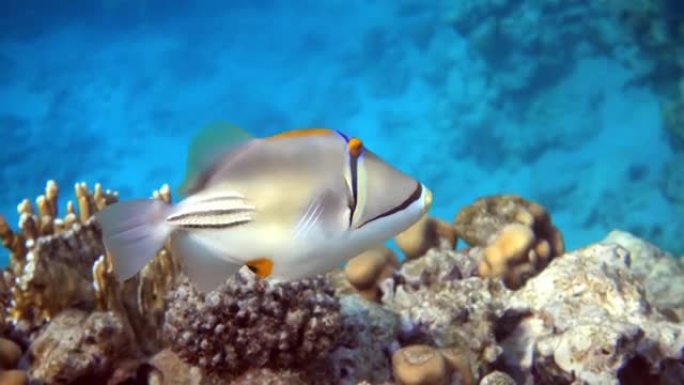 毕加索金鱼鱼 (Rhinecanthus aculeatus)，珊瑚鱼在珊瑚的reef.4k视频剪辑