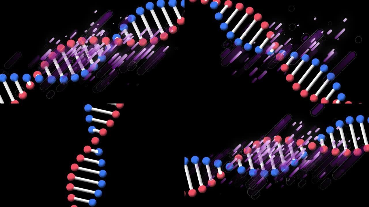 黑色背景上的dna链旋转上的紫色光痕迹的动画