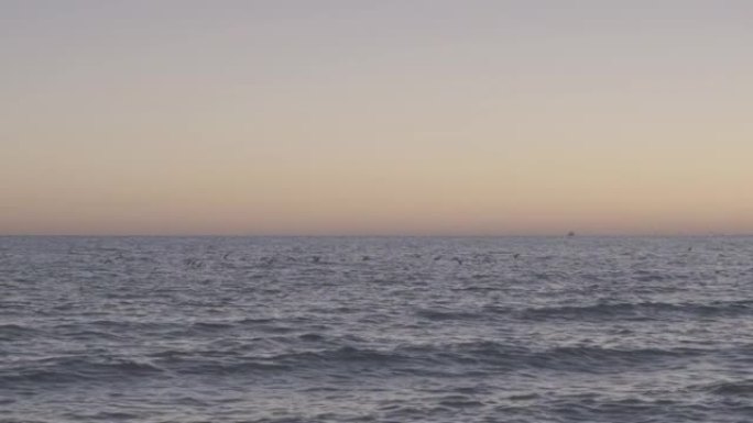 日落后黄昏时分，一群海鸥在海浪上飞来飞去。许多海鸟飞向远方。漂亮的宽镜头。没有人。慢动作镜头。4k镜