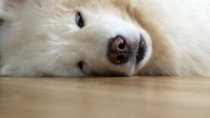 旁边的一只白色萨摩耶犬的小狗慢慢入睡。萨摩耶犬侧睡，睁开眼睛，又睡着了。