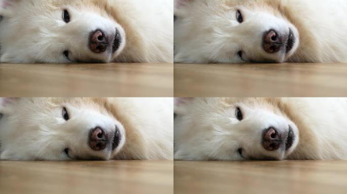 旁边的一只白色萨摩耶犬的小狗慢慢入睡。萨摩耶犬侧睡，睁开眼睛，又睡着了。