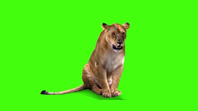 母狮在绿色屏幕上四处张望