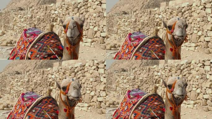 特写镜头是一头躺在胡夫金字塔背景下的骆驼