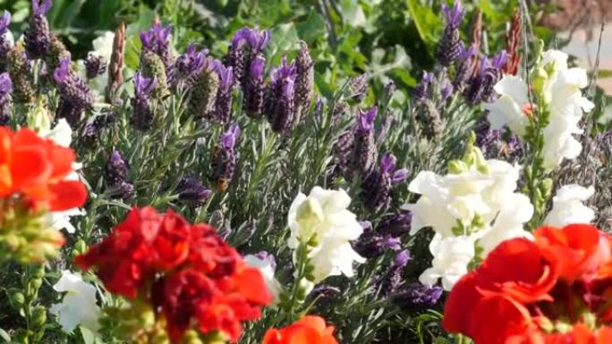 丁香薰衣草花，天然植物学特写背景。春晨花园紫花开，美国加州家庭园艺。丁香春天植物群。柔和聚焦的紫罗兰