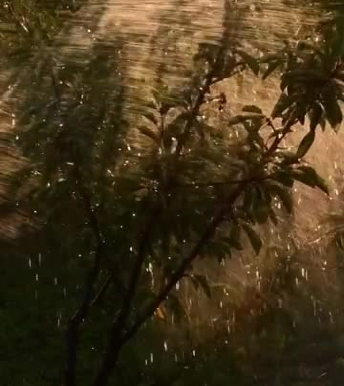 日落时闪亮的水滴浇灌花园树