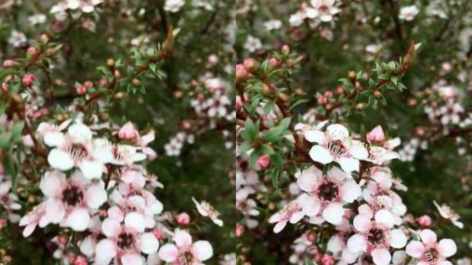 粉色麦卢卡 (Leptospermum scopararium) 茶树花移动背景