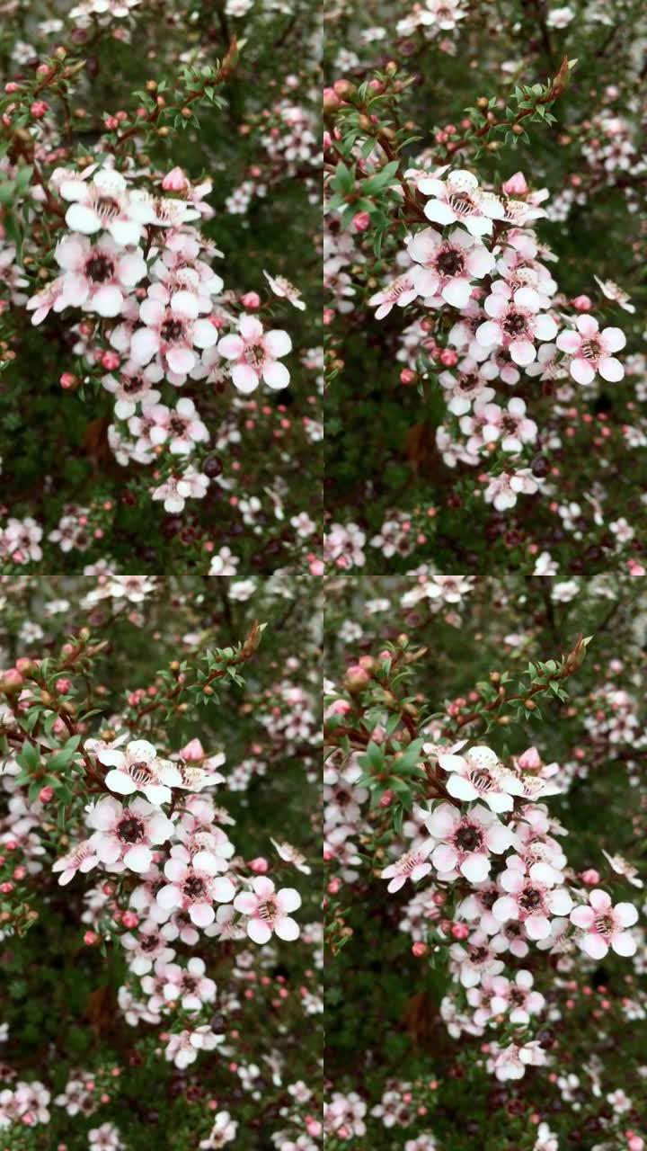 粉色麦卢卡 (Leptospermum scopararium) 茶树花移动背景