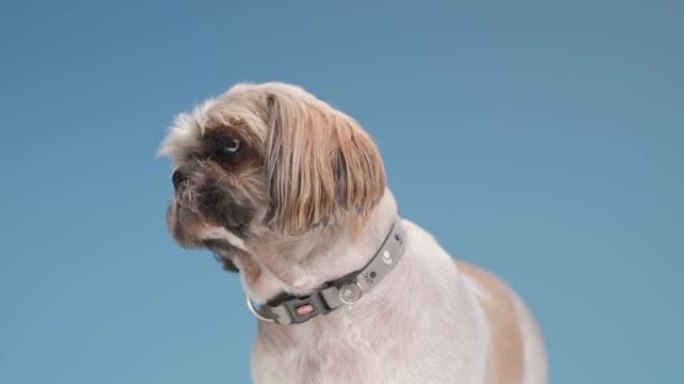 可爱的西施小狗脖子上戴着领子，侧视，站在工作室的蓝色背景上