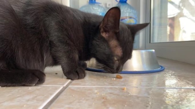 一只可爱的黑色小猫正在吃他碗里的食物。