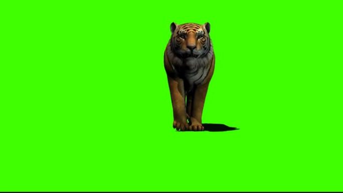 老虎在绿色屏幕上行走