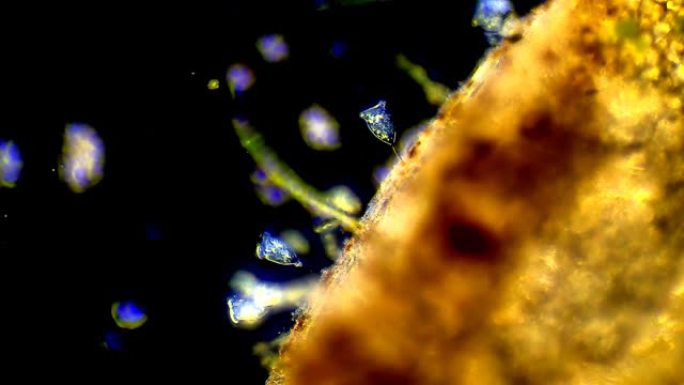 叶片上的微生物-涡虫菌落