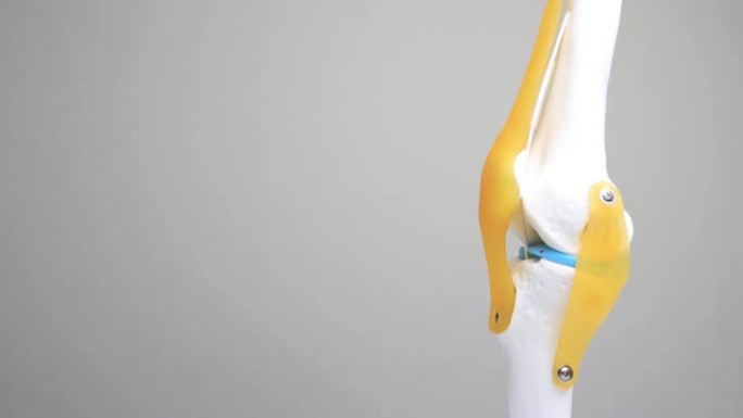 白色背景上的医用膝关节模型。膝关节疾病和关节炎的概念，文本的复制空间