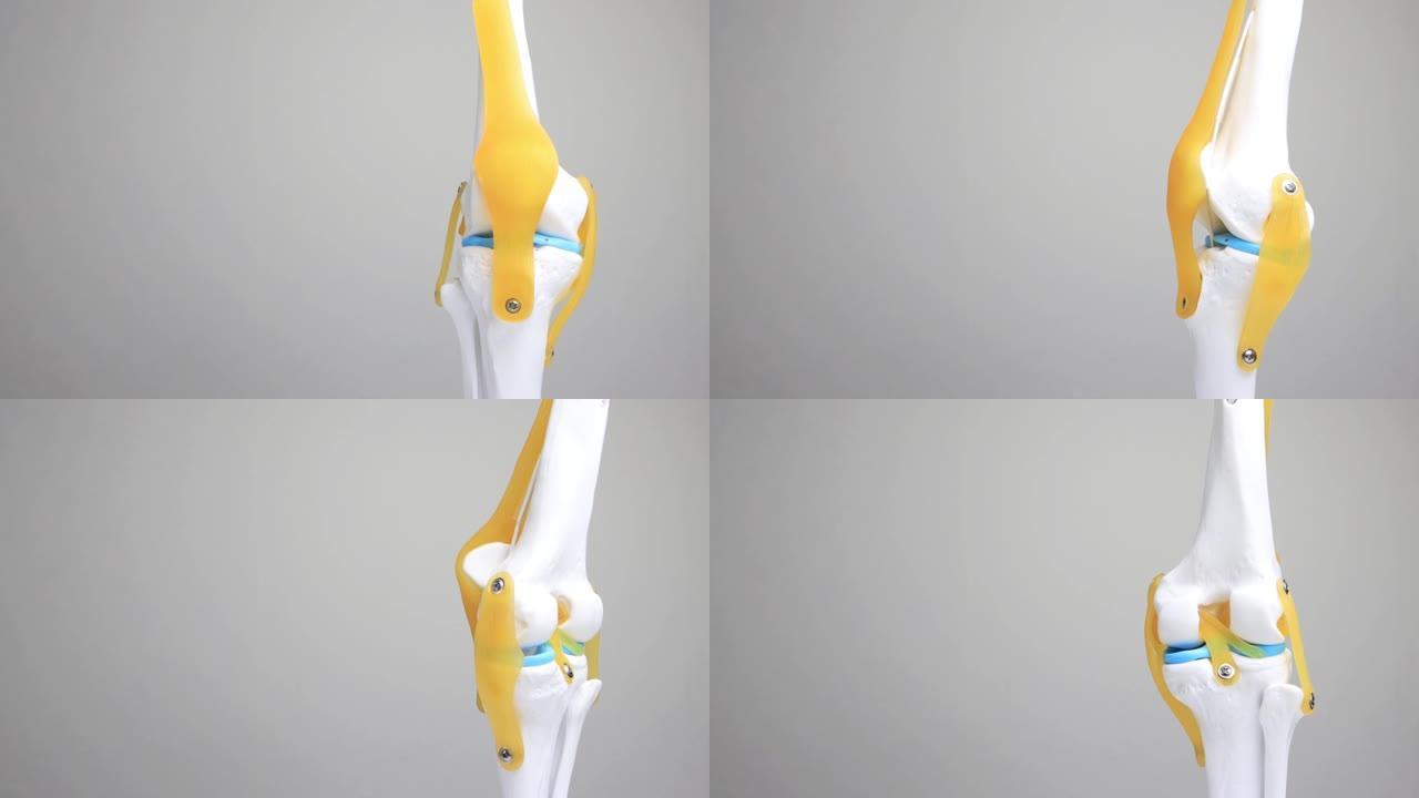 白色背景上的医用膝关节模型。膝关节疾病和关节炎的概念，文本的复制空间